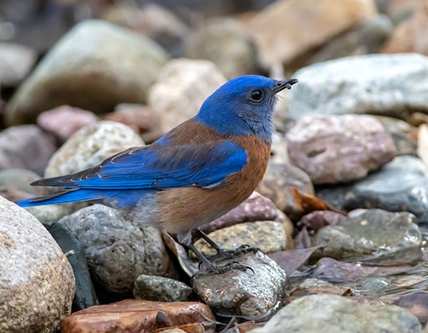 Western Bluebird